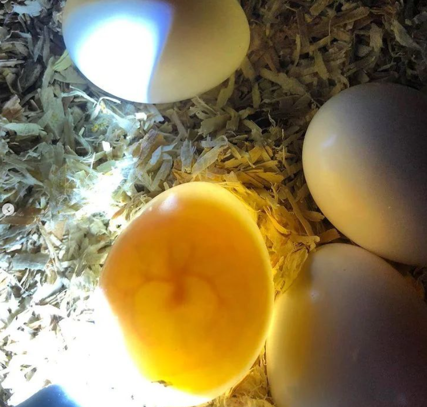 Papageien Eier zu verkaufen